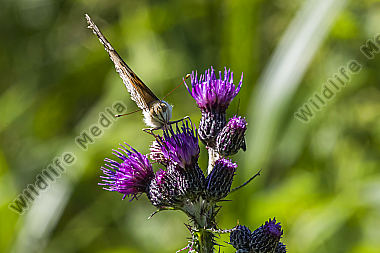 Ein Distelfalter saugt an einer Kratzdistel