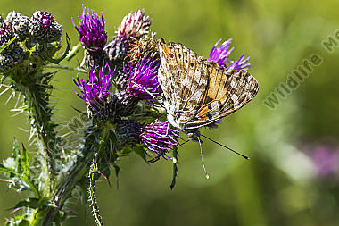 Ein Distelfalter saugt an einer Kratzdistel