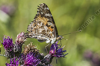 Ein Distelfalter saugt an einer Kratzdistel