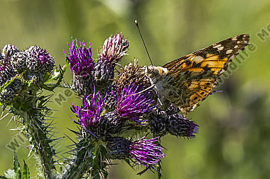 Ein Distelfalter saugt an einer Kratzdistel