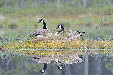 Kanadagans Branta canadensis Canada Goose
