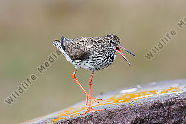 Rotschenkel Tringa totanus Common Redshank