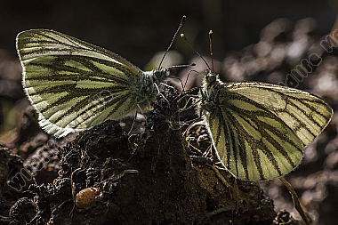 Two green-veined whites against the light