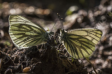 Two green-veined whites against the light