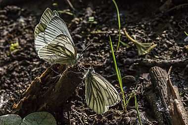 Green-veined whites against the light