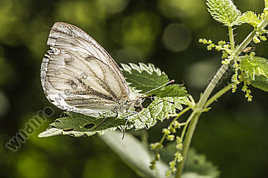 A green-veined white is sitting on a leaf