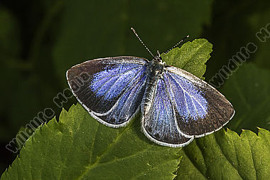 A silver-studded blue is sitting on a leaf