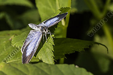 A silver-studded blue is sitting on a leaf