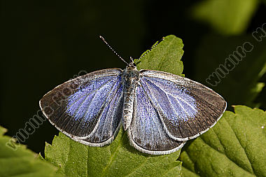 A silver-studded blue is sitting on a leaf