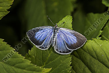 A silver-studded blue is sitting on a leaf