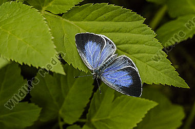 A silver-studded blue is sitting on a leaf