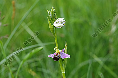 Bienenragwurz