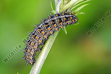 Kleiner Perlmuttfalter Raupe