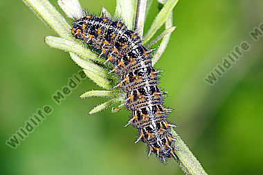 Kleiner Perlmuttfalter Raupe
