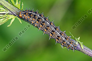 Kleiner Perlmuttfalter Raupe
