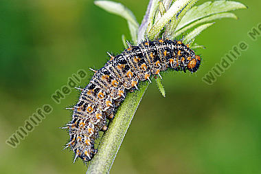 Kleiner Perlmuttfalter Raupe