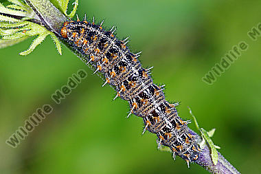 Kleiner Perlmuttfalter Raupe