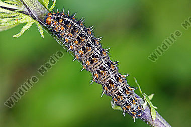 Kleiner Perlmuttfalter Raupe