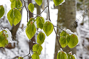 Wintereinbruch