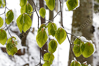 Wintereinbruch