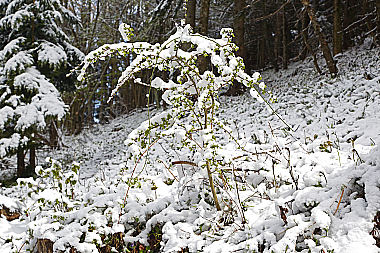 Wintereinbruch