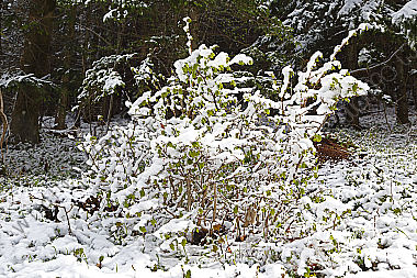 Wintereinbruch