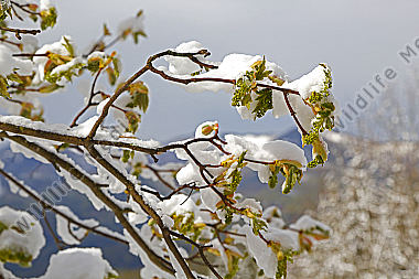 Wintereinbruch