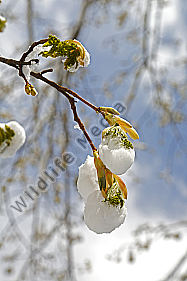 Wintereinbruch