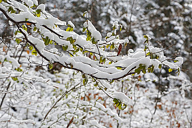 Wintereinbruch