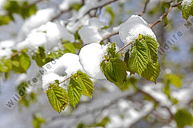 Wintereinbruch