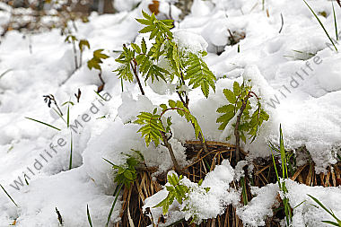 Wintereinbruch