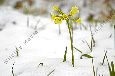 Wintereinbruch
