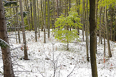 Wintereinbruch