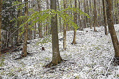 Wintereinbruch