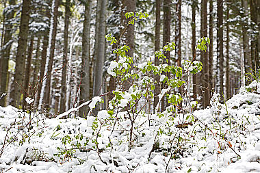 Wintereinbruch
