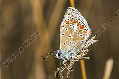 A common blue is sitting on a grass-stock