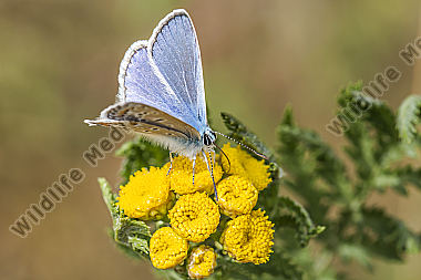 A common blue is sitting on a flower