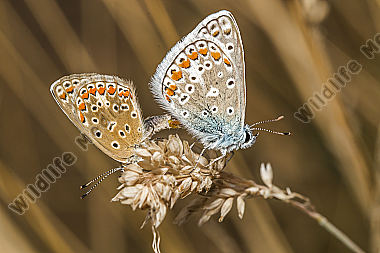 A couple of common blue by the pairing