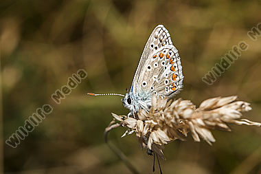 A common blue is sitting on a grass-stock