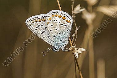 A common blue is sitting on a grass-stock