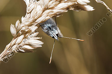 A common blue is sitting on a grass-stock