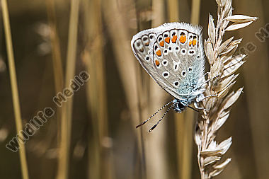 A common blue is sitting on a grass-stock