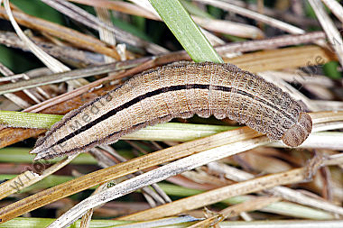Kleiner Waldportier Raupe