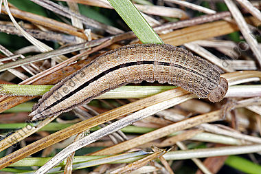 Kleiner Waldportier Raupe