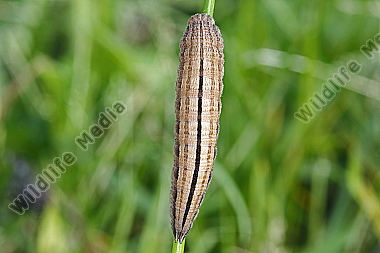 Kleiner Waldportier Raupe