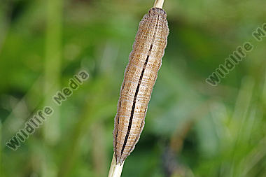 Kleiner Waldportier Raupe