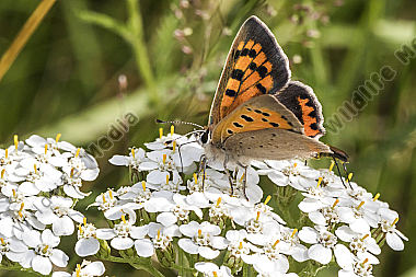 Ein kleiner Feuerfalter ruht auf einer Blüte