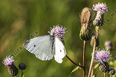 Kleiner Kohlweißling saugt an einer Blüte