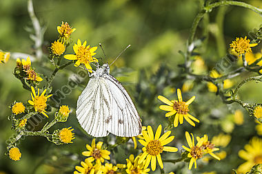 Kleiner Kohlweißling saugt an einer Blüte
