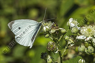 Kleiner Kohlweißling saugt an einer Blüte